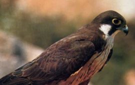 falco-di-eleonora