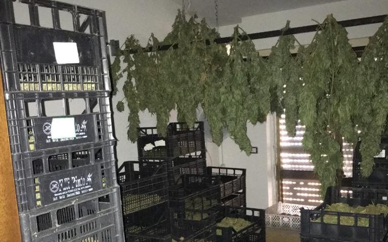 Sardegna, sequestrati oltre 4 quintali di marijuana e 2300 piantine di canapa: nei guai un 31enne