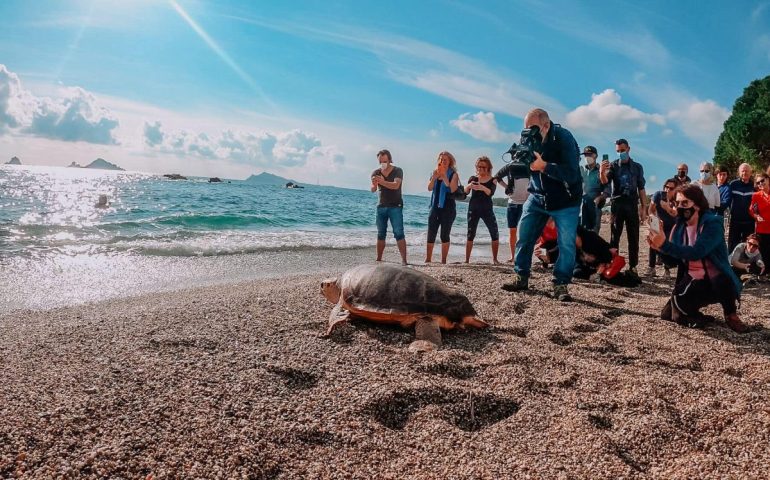 (FOTO) Baunei in festa: la tartaruga “Leonessa” ritorna in mare dopo le cure dei veterinari
