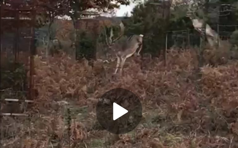 (VIDEO) Ogliastra, due eleganti e affascinanti daini nelle campagne di Seui