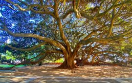 ficus-giardini-pubblici