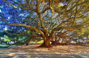 ficus-giardini-pubblici