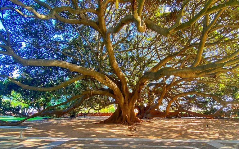 ficus-giardini-pubblici