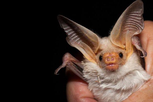 Lo sapevate? In Sardegna vive un pipistrello che è l’unica specie animale endemica d’Italia
