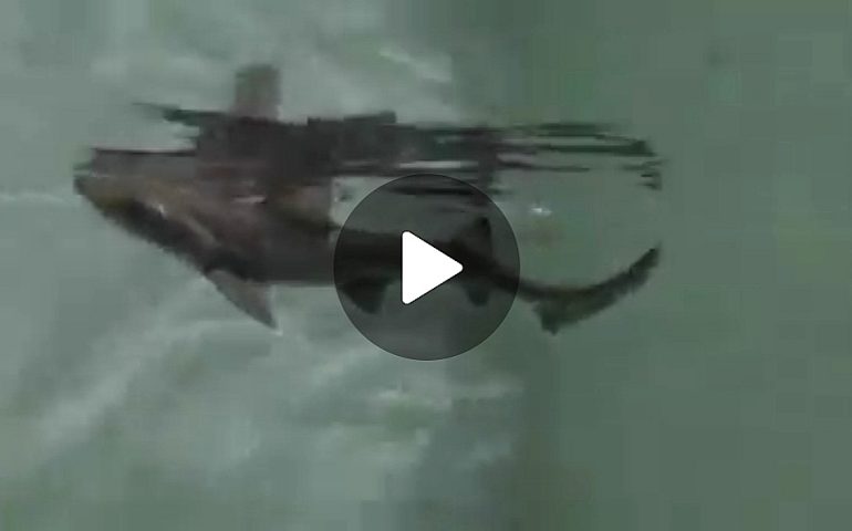 (VIDEO) Sardegna, nato il primo squalo al mondo senza fecondazione maschile