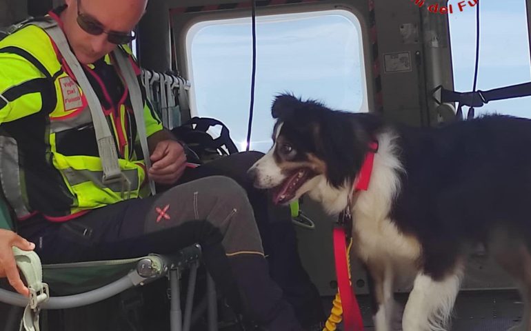 Grave perdita per le unità cinofile dei Vigili del Fuoco della Sardegna: è morto Kiro, il cane eroe