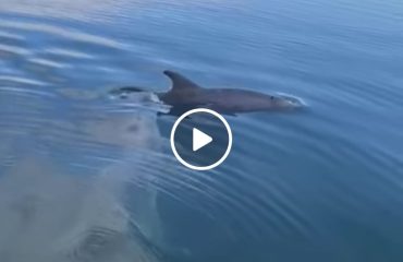 delfini-sant-antioco