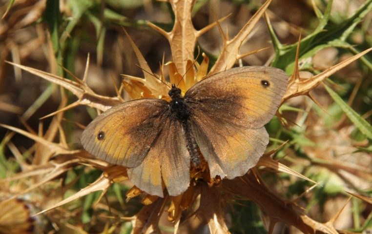 Lo sapevate? Il satiro dei nuraghi è una rara farfalla che vive solo in Sardegna