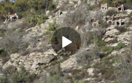 (VIDEO) Sardegna, un branco di mufloni nella zona di Perda de Liana