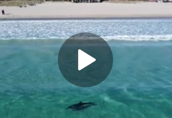 (VIDEO) Cagliari, delfino danza nell’acqua cristallina del Poetto: i video di Ale Guidi sono mozzafiato