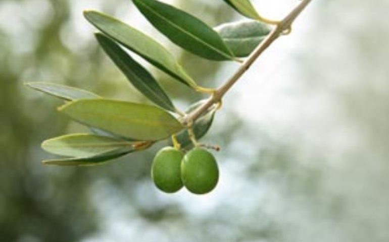 Capodanno di Sardegna, il rito dell’olieddu: dalle foglie d’ulivo sulla cenere il destino d’amore di due persone