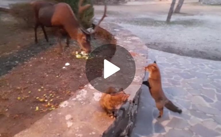 (VIDEO) Il gatto, la volpe e…il cervo Gravellu banchettano nella Foresta di Montarbu