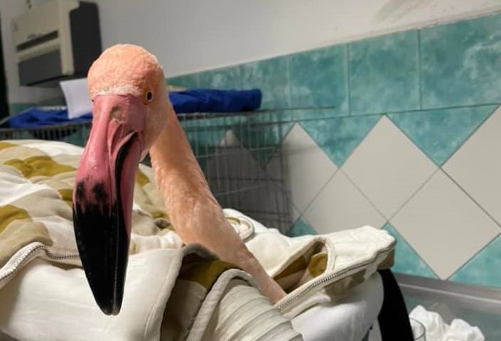 Avvolto in una lenza, trovato agonizzante: il fenicottero “Signor Fenu” salvato da una fotografa e dai veterinari di Oristano