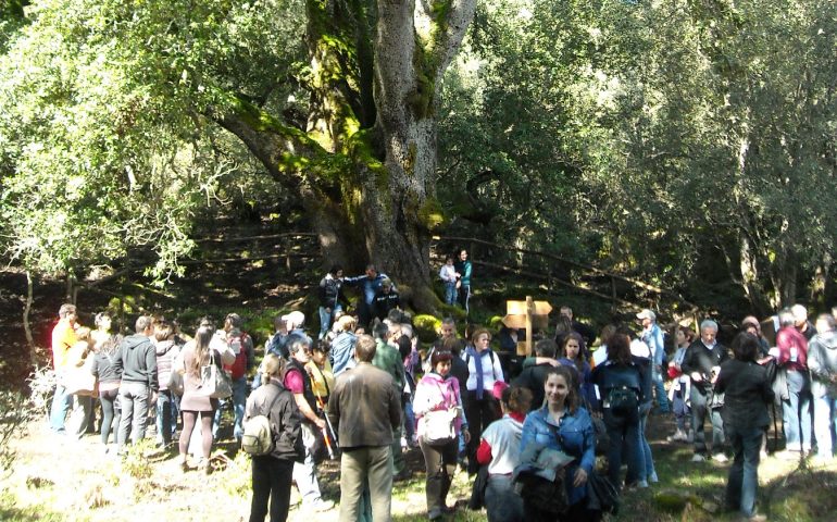 Lo sapevate? In Sardegna sono censiti 410 Alberi Monumentali: è record nazionale