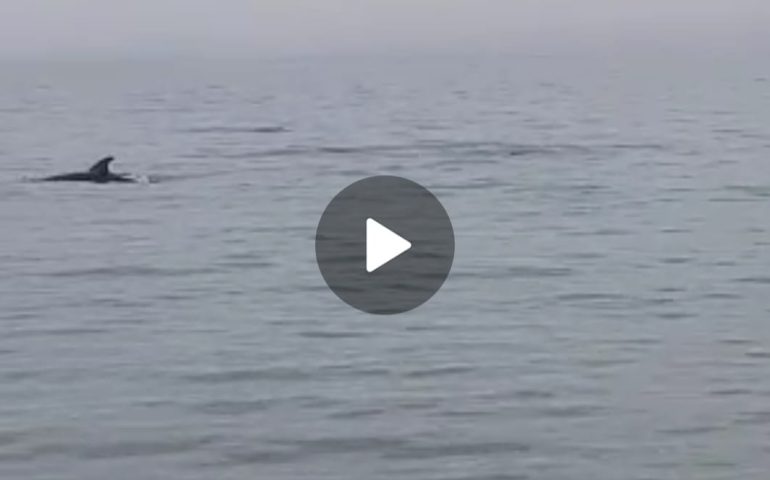 (VIDEO) Lo spettacolo del mare ad Arbatax: i delfini danzano alla Capannina
