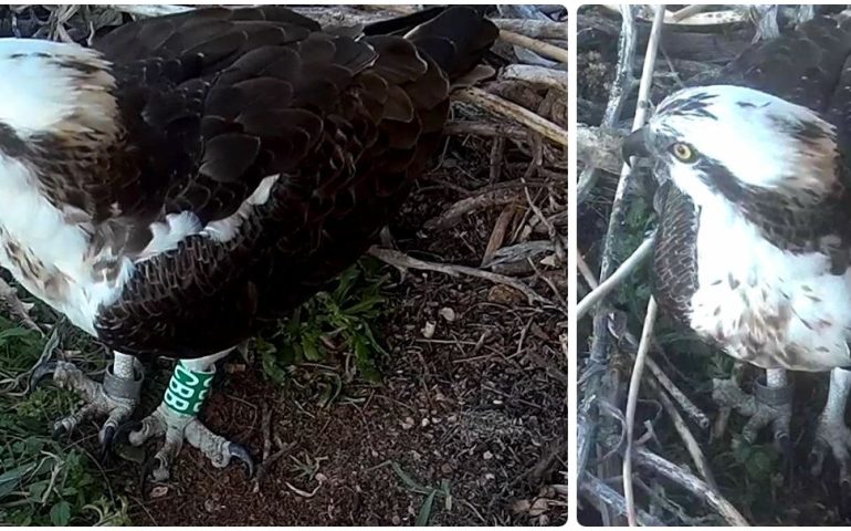 Sardegna, una telecamera sul nido del falco pescatore: ecco cosa si è scoperto