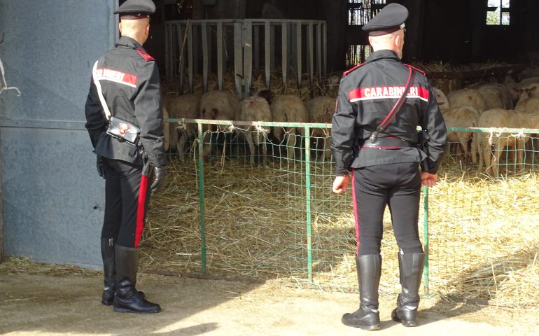 Sardegna, un chilo di droga in casa e una trentina di pecore rubate: nei guai un 37enne