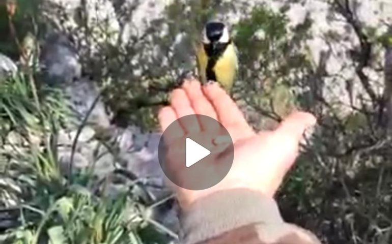 (VIDEO) Sardegna, un pettirosso e una cinciallegra si cibano dalla mano di un uomo