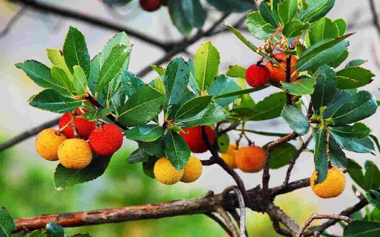 Il corbezzolo, pianta dai frutti buonissimi ma anche ottimo antinfiammatorio naturale