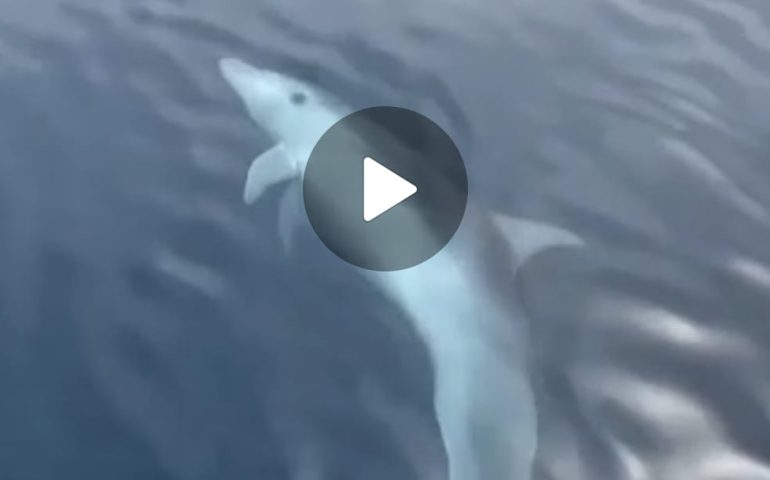 (VIDEO) Un bellissimo delfino “danza” a pelo d’acqua nel mare della Sardegna