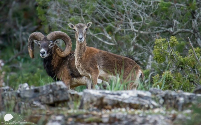 La foto dei lettori. Sardegna, la “grande bellezza”: una coppia di mufloni in posa