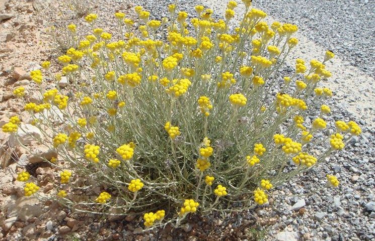 Lo sapevate? L’Elicriso, pianta tipica della Sardegna, è efficace anche per curare la psoriasi