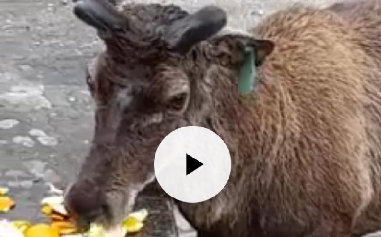 (VIDEO) Sardegna, il cervo Gravellu mentre si ciba placido nella foresta di Montarbu