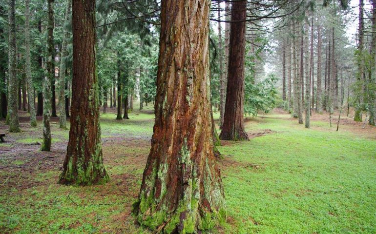 Lo sapevate? Anche in Sardegna ci sono le sequoie: sono alte 35 metri e furono piantate negli anni ’30