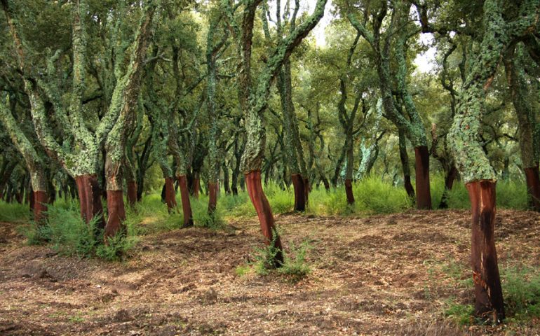 Lo sapevate? In Sardegna si estrae l’80% del sughero prodotto in Italia