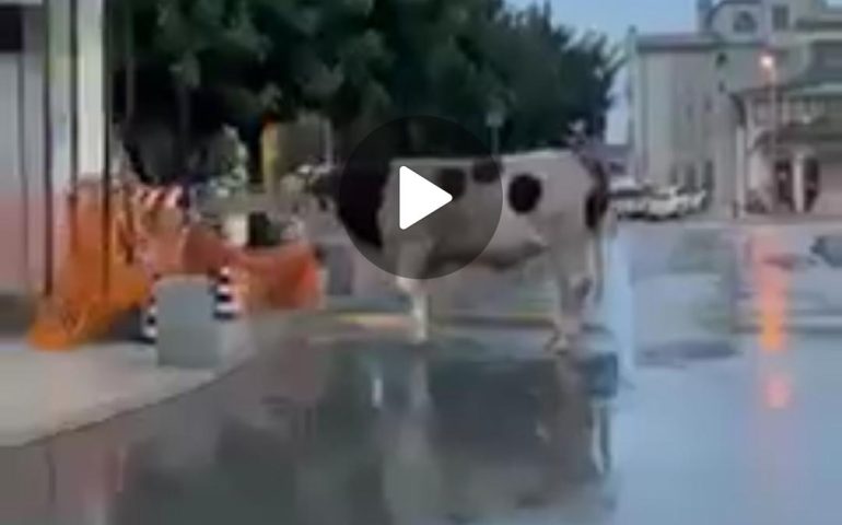 (VIDEO) Sardegna, un toro in pieno centro in una città alla “ricerca” dell’ultima edizione dei giornali
