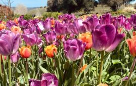 tulipani in sardegna