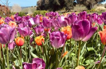 tulipani in sardegna