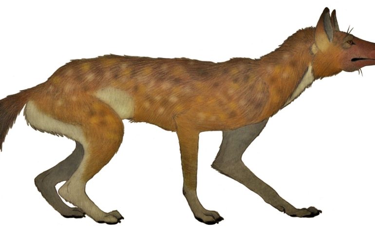 Lo sapevate? Nella preistoria viveva in Sardegna il “cinoterio sardo”, un canide lupino estinto