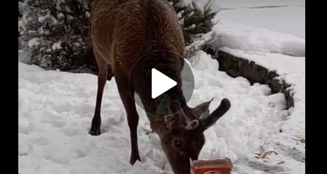 (VIDEO) L’ormai celebre cervo Gravellu si gode il pranzo circondato dalla neve