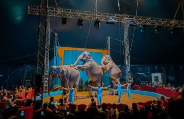 circo-animali