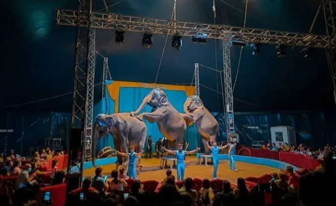 La Sardegna permette ancora il circo con gli animali. Un’anacronistica violenza autorizzata?