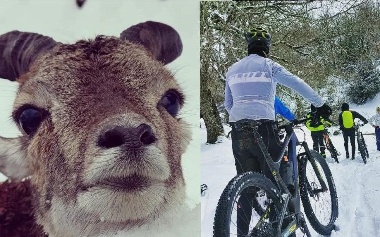 (FOTO) Sardegna, trovato cucciolo di muflone ferito tra la neve a Tascusì