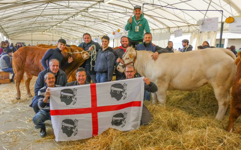 Grande successo dei bovini sardi alla mostra Limousine-Charolaise: “Rubacuori” è il più bel torello d’Italia