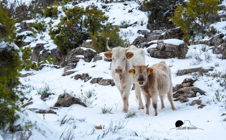 (FOTO) Cartoline dall’Ogliastra innevata: gli scatti mozzafiato di Cristian Mascia