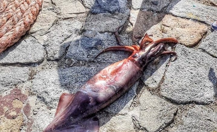 Pesca miracolosa in quel di Arbatax: catturato un totano gigante