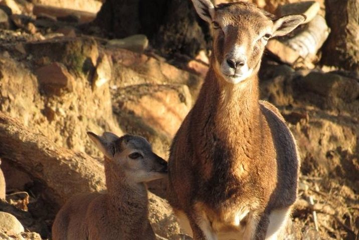 (VIDEO) Una famiglia di mufloni a spasso per Arbatax