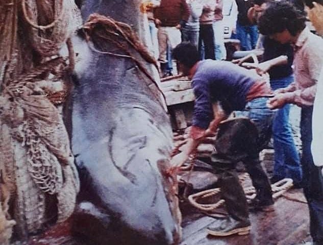 Lo sapevate? In Ogliastra nel 1981 venne pescato un gigantesco squalo bianco