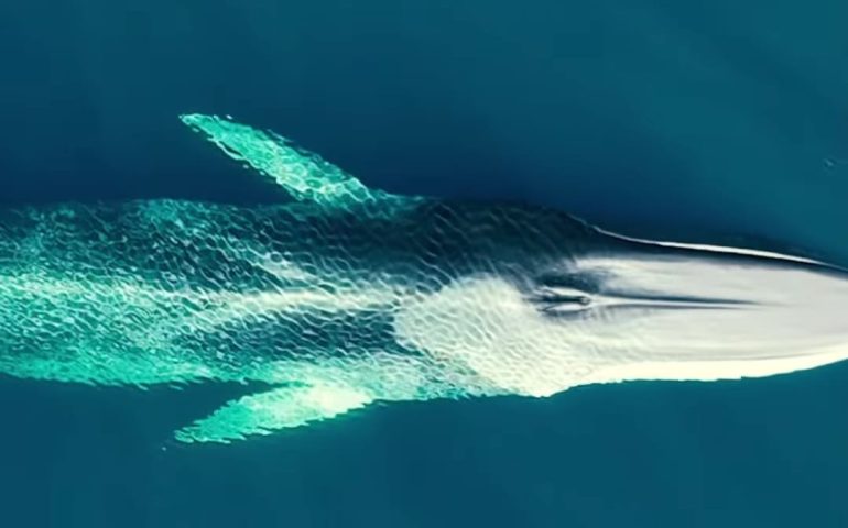 (VIDEO) Due balene danzano davanti alla costa di Baunei: il video mozzafiato con il drone di Gianfranco Zedda