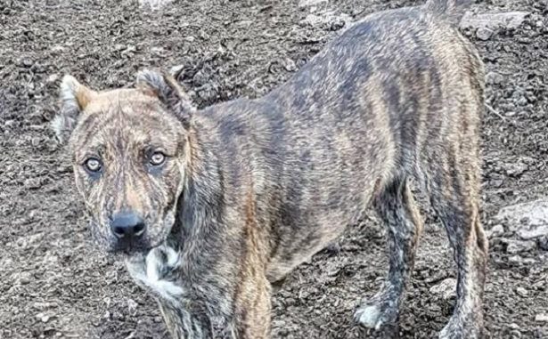Sardegna, cagnolini con coda e orecchie amputate: denunciato un allevatore