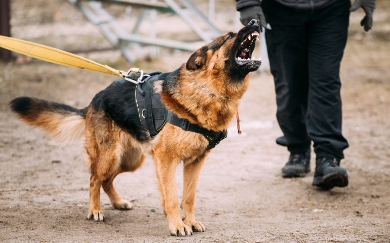 Cagliari, poliziotto aggredito da un cane usa il taser per liberarsi