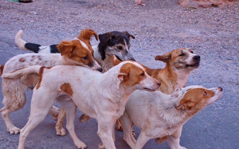 Quartu, l’appello del Comune per far adottare 100 cani randagi provenienti da un canile abusivo