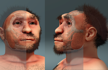La ricostruzione di un homo erectus, il "parente" più prossimo dell'uomo di Cheremule