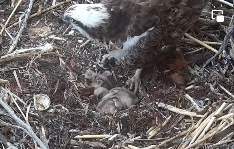 Sardegna, nato anche il terzo pullo: la famiglia di falchi pescatori ora è al completo