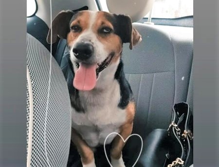 San Sperate piange Jigen, il cane che accompagnava i bimbi a scuola, il più amato del paese