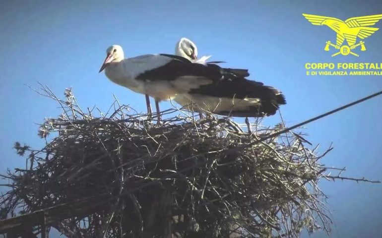 Lo sapevate? Negli ultimi anni anche in Sardegna nidifica la cicogna: il volatile è stato visto nella piana di Chilivani e a Giave